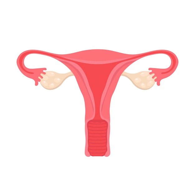 Anatomie van het vrouwelijke voortplantingssysteem Schema van de locatie van de organen baarmoeder baarmoederhals eierstok