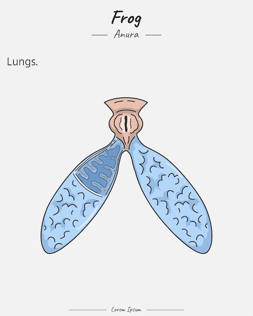 Anatomie van kikkerlongen illustratie