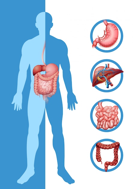 Anatomie van mens die verschillende organen toont