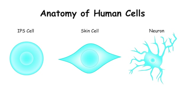 Vector anatomie van menselijke cellen ips cel huidcel neuron vectorillustratie