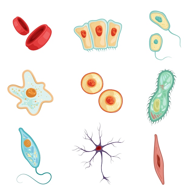 Anatomie van menselijke cellen set van gedetailleerde illustraties op een witte achtergrond