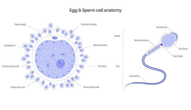Vector anatomie van menselijke eicellen. bevruchting, gynaecologie en ivf-onderzoek.