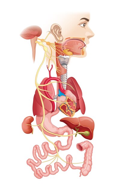 Vector anatomie