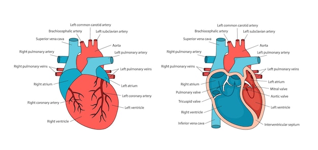 Anatomisch correct hart met beschrijvingen Hueart-anatomie met dwarsdoorsnede en niet-dwarsaanzicht