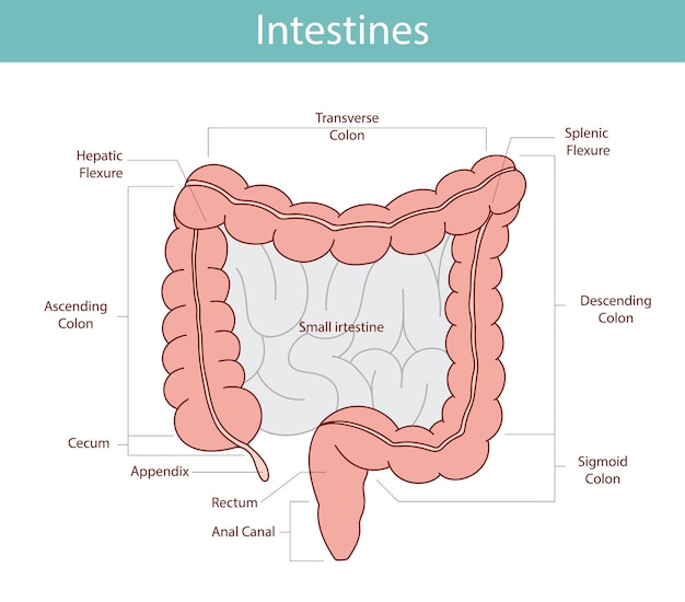 anatomische illustratie van het rectum appendix dunne darm in cartoon stijl