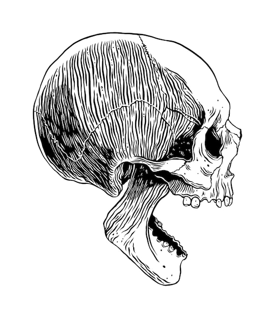 Anatomische menselijke schedel Vector handgetekende illustratie