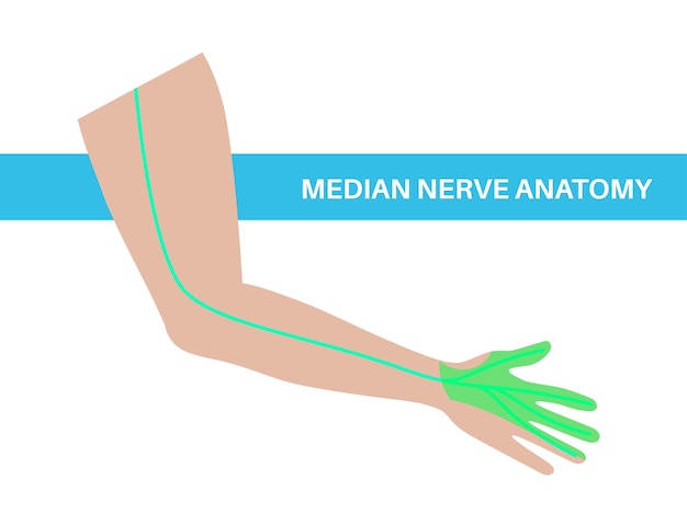 Anatomische poster van de mediane zenuw