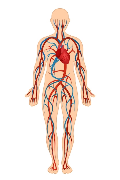 Anatomische structuur van het menselijk lichaam gepresenteerd detail van de bloedsomloop bloed slagaders aderen bloedbaan structuur menselijke cardiovasculaire circulatie sanguine veneuze systeem vectorillustratie