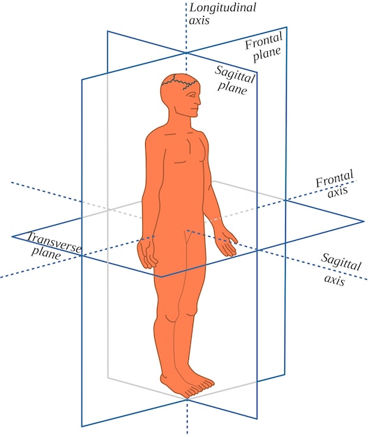 Vector anatomische vlakken en assen in een mens