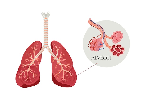 Alveoli anatomici lo spazio aereo nei polmoni attraverso il quale vengono scambiati ossigeno e anidride carbonica illustrazione vettoriale