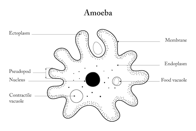 Anatomy of an Amoeba Amoeba on a white background