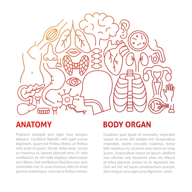 Modello di linea anatomica degli organi del corpo