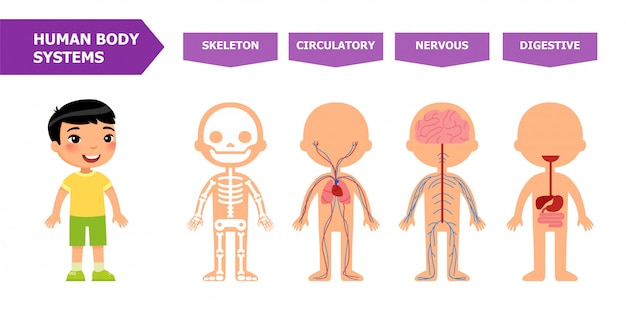 Vector anatomy for children.