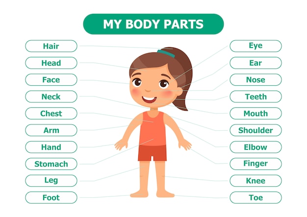 Anatomia per bambini.