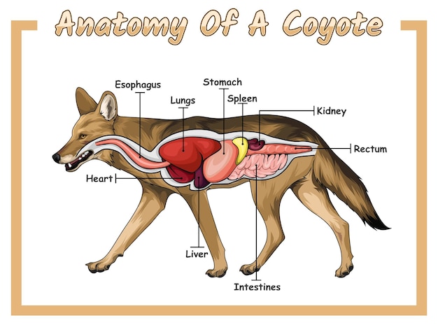 Anatomia di un coyote