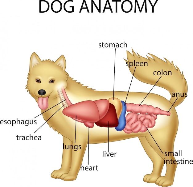 Vector anatomy of dog