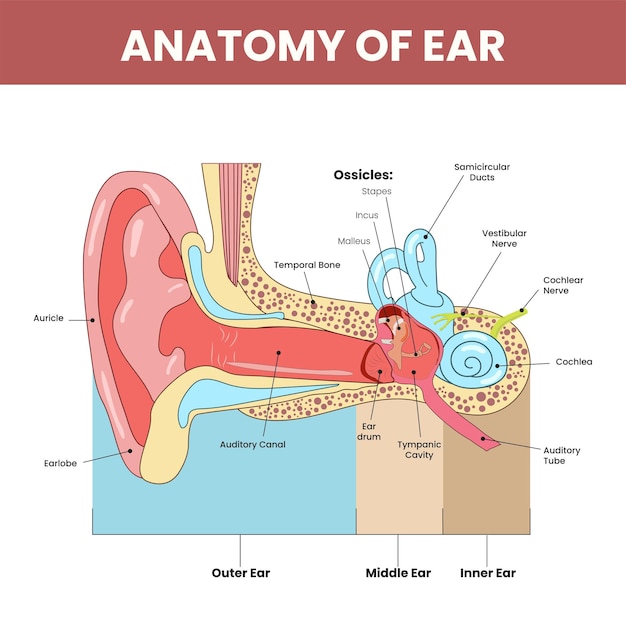 Vector anatomy of ear infographic colorful background