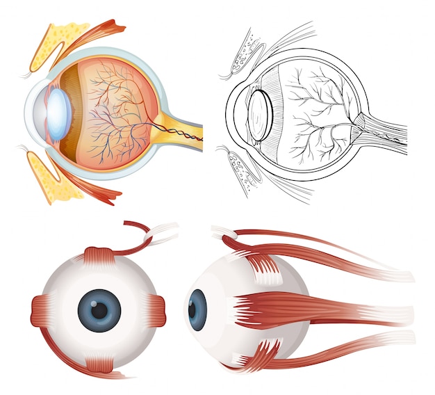 anatomy of the eye