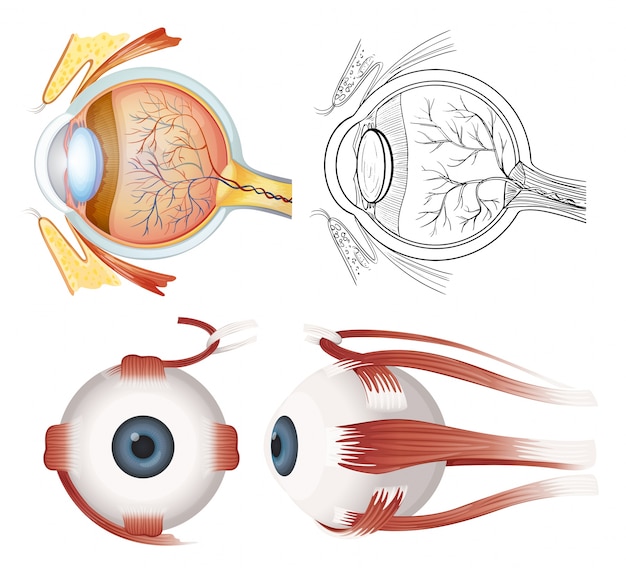 Anatomy of the eye