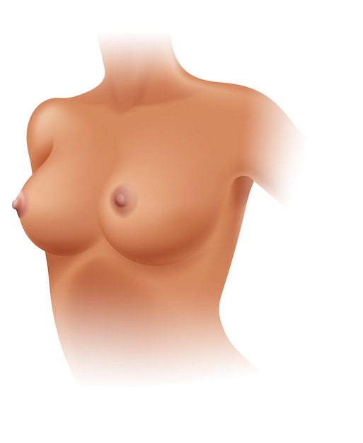 Vector anatomy of female breast on white background