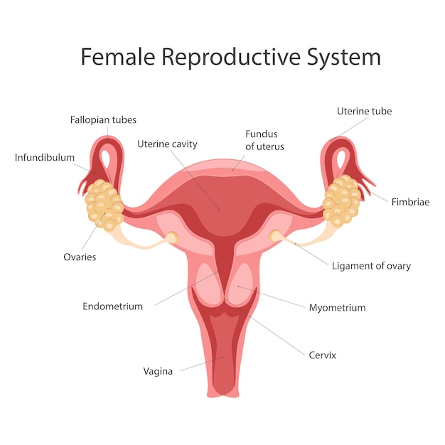 女性の生殖器系の解剖学.