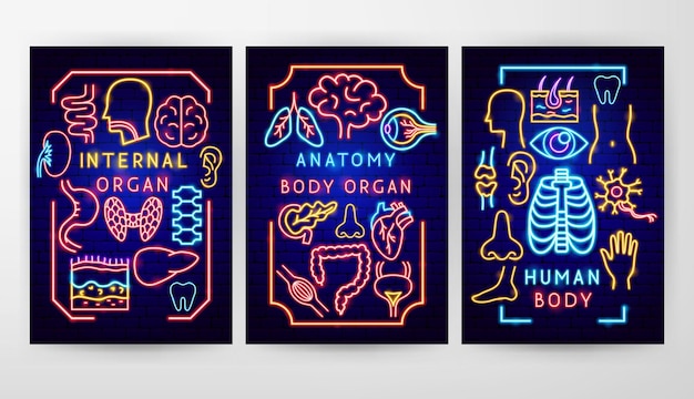 Vector anatomy flyer concepts