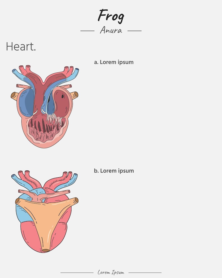 Premium Vector | Anatomy of frog heart illustration template