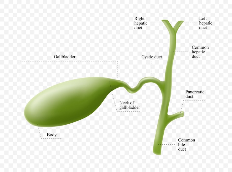 Vector anatomy of the gallbladder with description of the corresponding parts anatomical vector illustrati