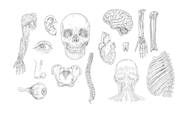 Collezione disegnata a mano di anatomia