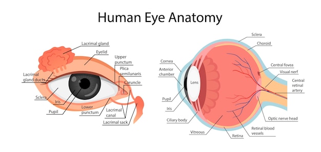 Vector anatomy of a healthy eye. cartoon style