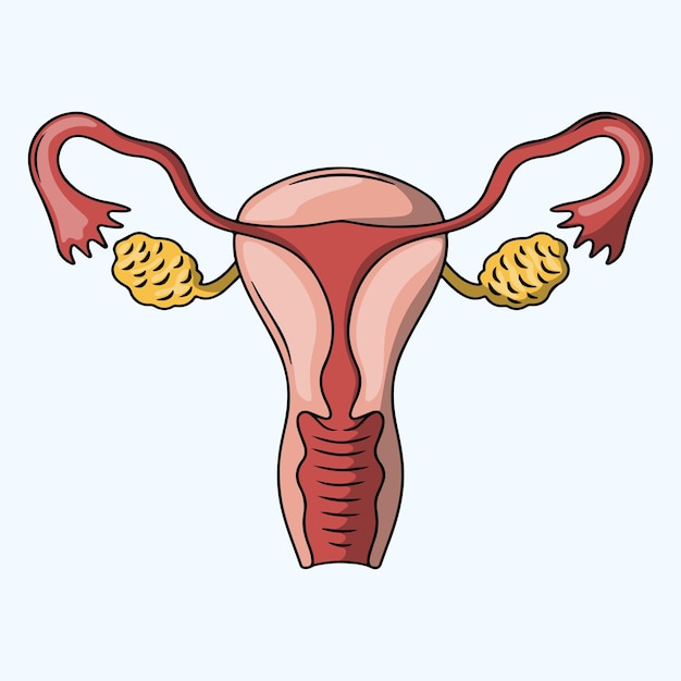 健康な女性の生殖系の解剖学