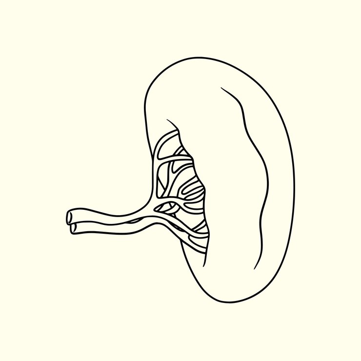 Vector anatomy of a healthy human spleen thin line illustration