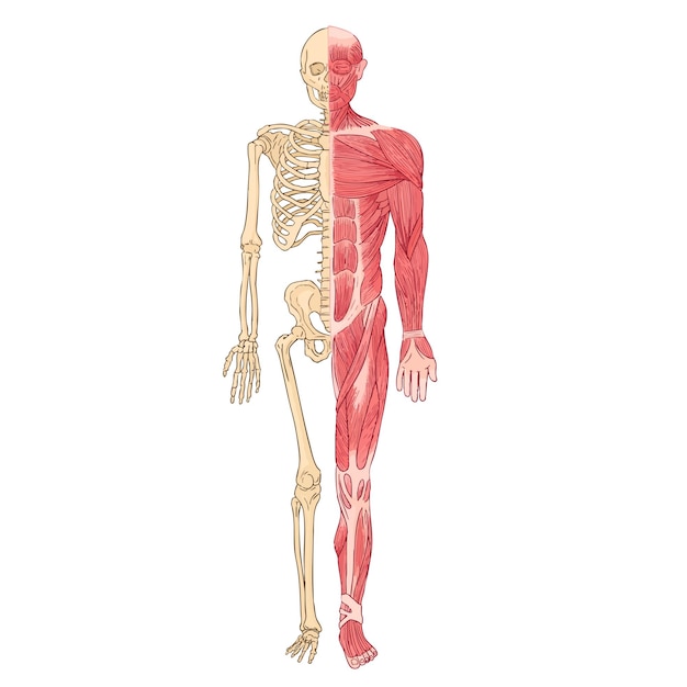 人間の骨と筋肉系の解剖学