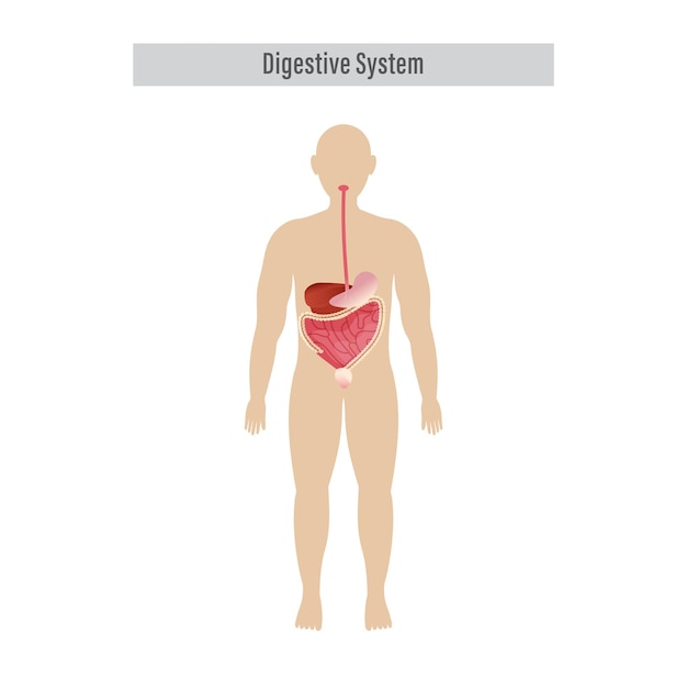 Anatomia degli organi digestivi umani su sfondo bianco