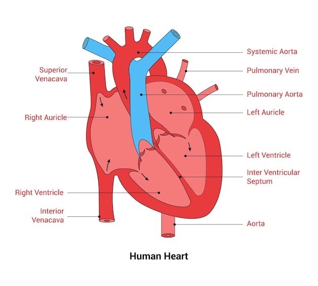 Anatomia della linea cardiaca umana illustrazione vettoriale artistica