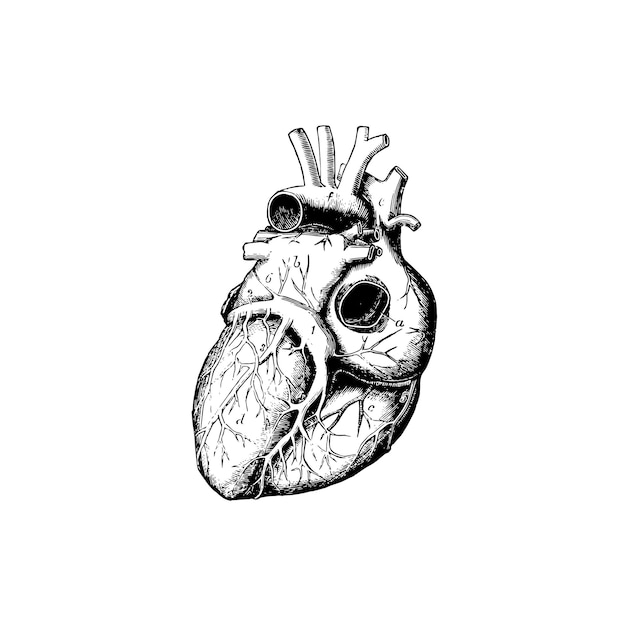 Anatomia del cuore umano, illustrazione vettoriale su sfondo bianco