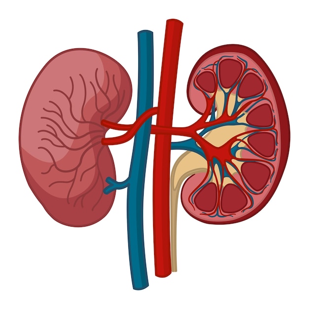 Vector anatomy of human kidneys