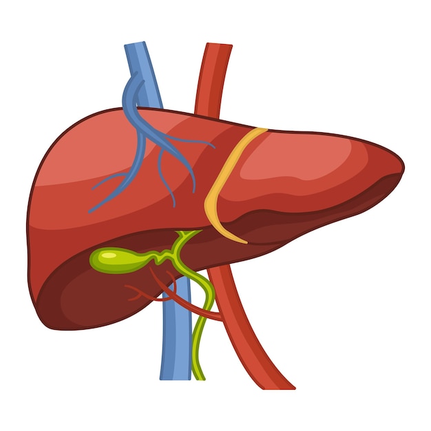 Anatomy of the human liver