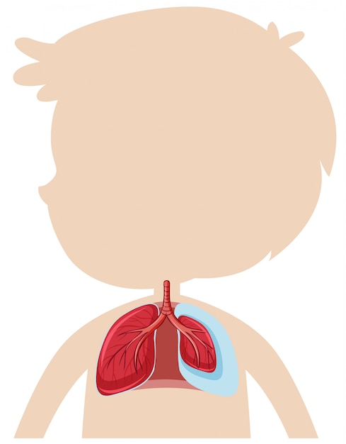 Vettore an anatomia del polmone umano