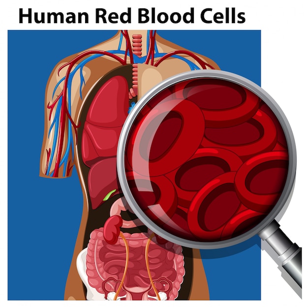 Anatomy of Human Red Blood Cells