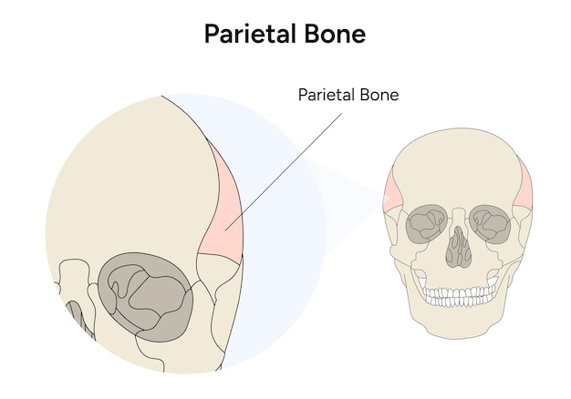 Anatomy human skull infographic Parietal bone in vector