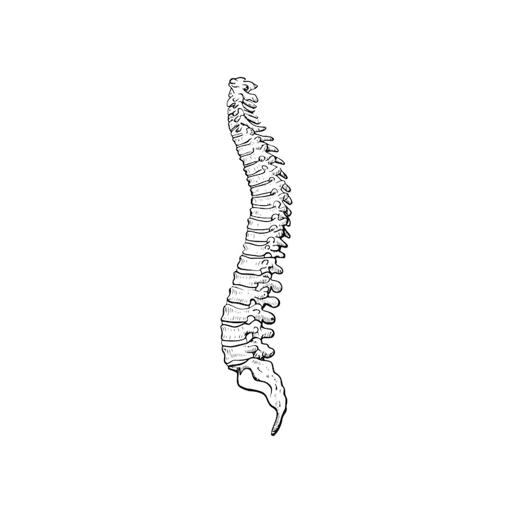 Vector anatomy of the human spine, vector illustration on white background