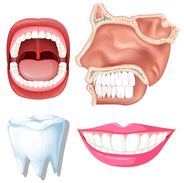 Vettore anatomia dei denti umani