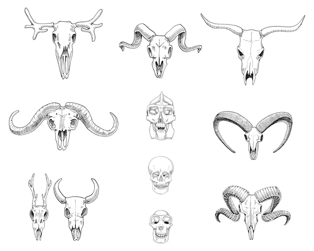 Illustrazione di anatomia incisa disegnata a mano nel vecchio schizzo e set di teschio in stile vintage o scheletro toro e capra di montagna o bufalo animali con corna di montone o pecora alci e caprioli o bisonti