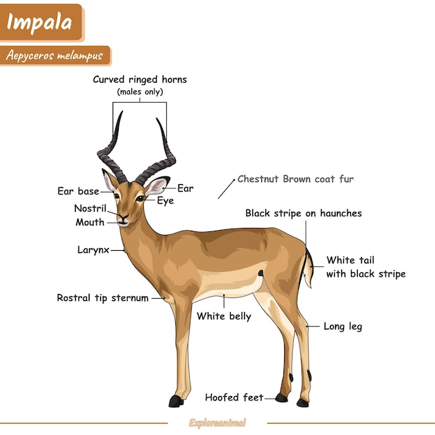 Vettore anatomia di un impala