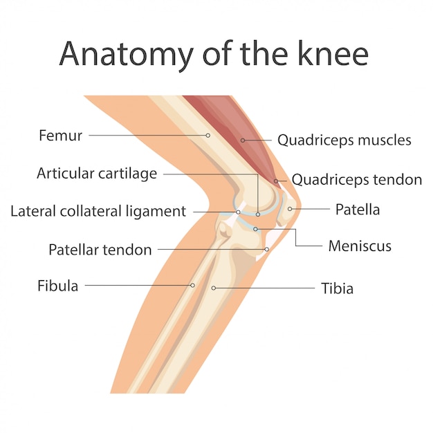 膝関節の解剖学