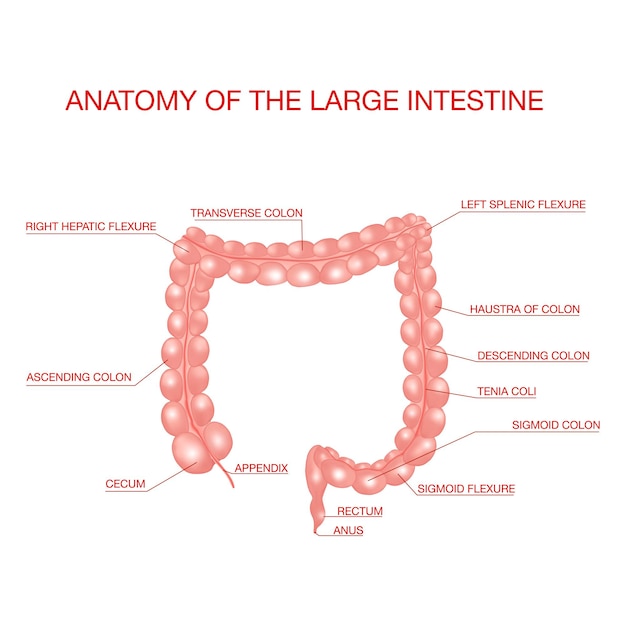 Vector anatomy of the large intestine medical illustration concept