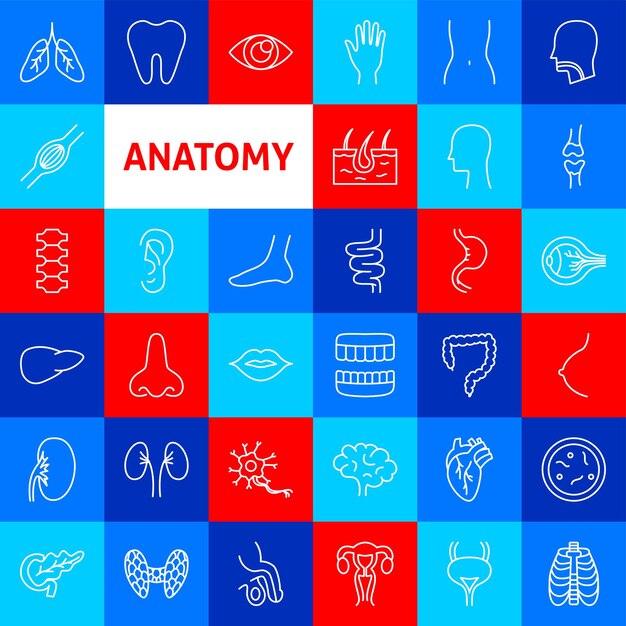 Vector anatomy line icons circle