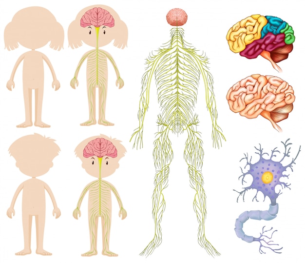 Anatomy of little boy and girl