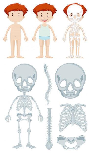 Vector anatomy of little boy
